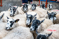 Border Ewe Sale-04